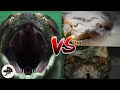 Titanoboa VS Anaconda VS Píton | Biólogo Henrique