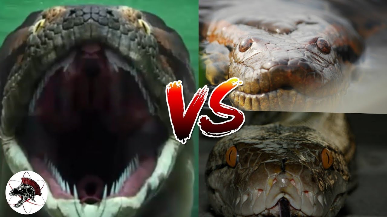 Titanoboa VS Anaconda VS Píton | Biólogo Henrique