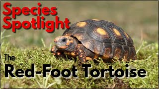 Talkin' Reptiles: Species Spotlight Red Foot Tortoise