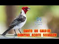 CANTO GALO DE CAMPINA - CANTO DE AÇOITE