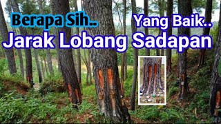 Cara Sadap Pinus yang Benar.Biar Hasilnya Melimpah