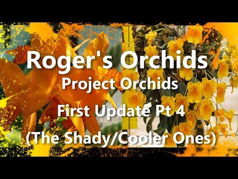 Project Orchids First Update Pt 4 The Shady Cooler Ones 