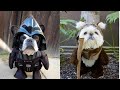 Cute Funny Animals From TikTok Compilation