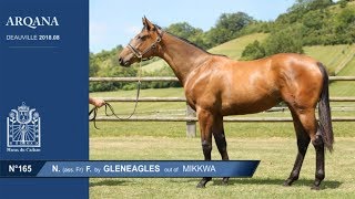 Arqana 2018.08 - N°165 - F. 2017 - Gleneagles x Mikkwa - Haras du Cadran