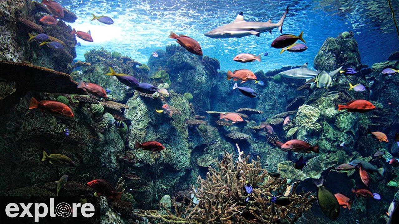 Juwel's SmartCam lets you livestream your reef underwater, Reef Builders