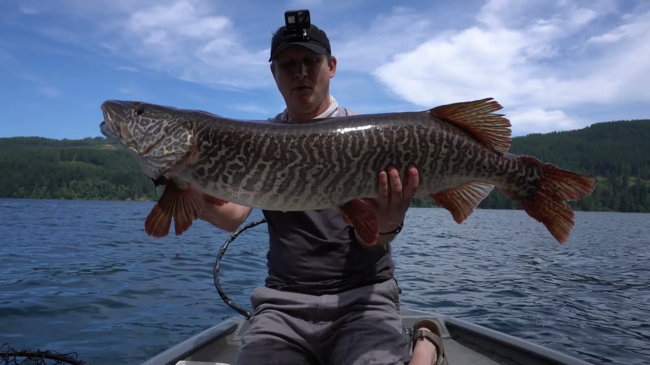 3 Tigers On the Take ... 2021