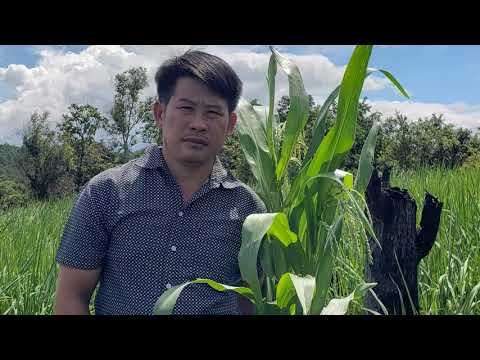 Video: Luag Yuav Tso Vat Li Cas