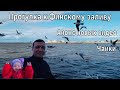 Прогулка к Финскому заливу, анонс будущих видео, разговорчики, чайки и т.д.