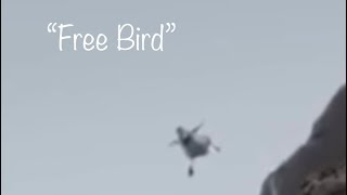 bird falling of cliff to “Freebird”