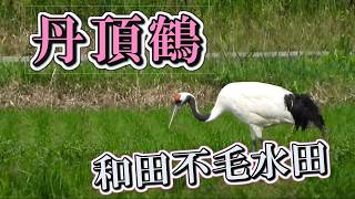 6月の丹頂鶴 - YouTube