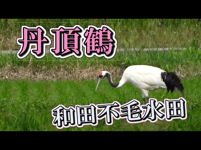 6月の丹頂鶴 - YouTube