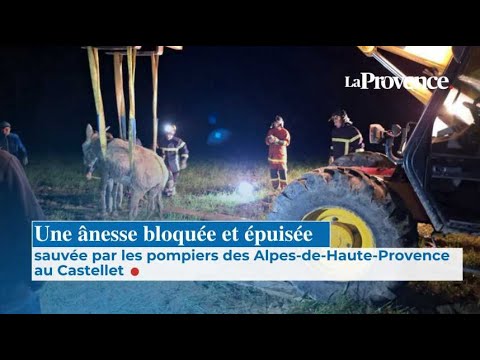 Une ânesse bloquée et épuisée sauvée par les pompiers des Alpes-de-Haute-Provence au Castellet