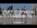 Australia🇦🇺- Camel Riding in Port Stephens with Kids | Stockton Sand Dunes | Anna Bay, NSW | 4K UHD