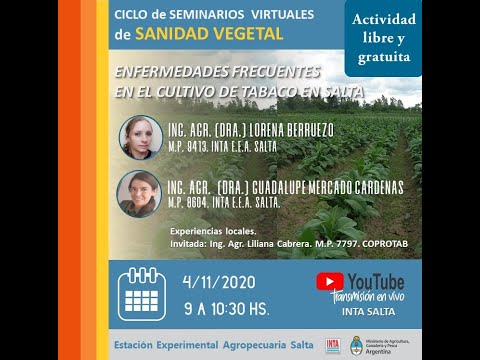 Video: Información sobre la pudrición del suelo de la batata: comprensión de la viruela de las plantas de batata