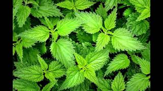 Isirgan Otu Elektro Bağlama (Yüksek Kali̇te)