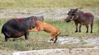 يهاجم Brave Hippo الأسد لإنقاذ Warthog - Lion و Hippo