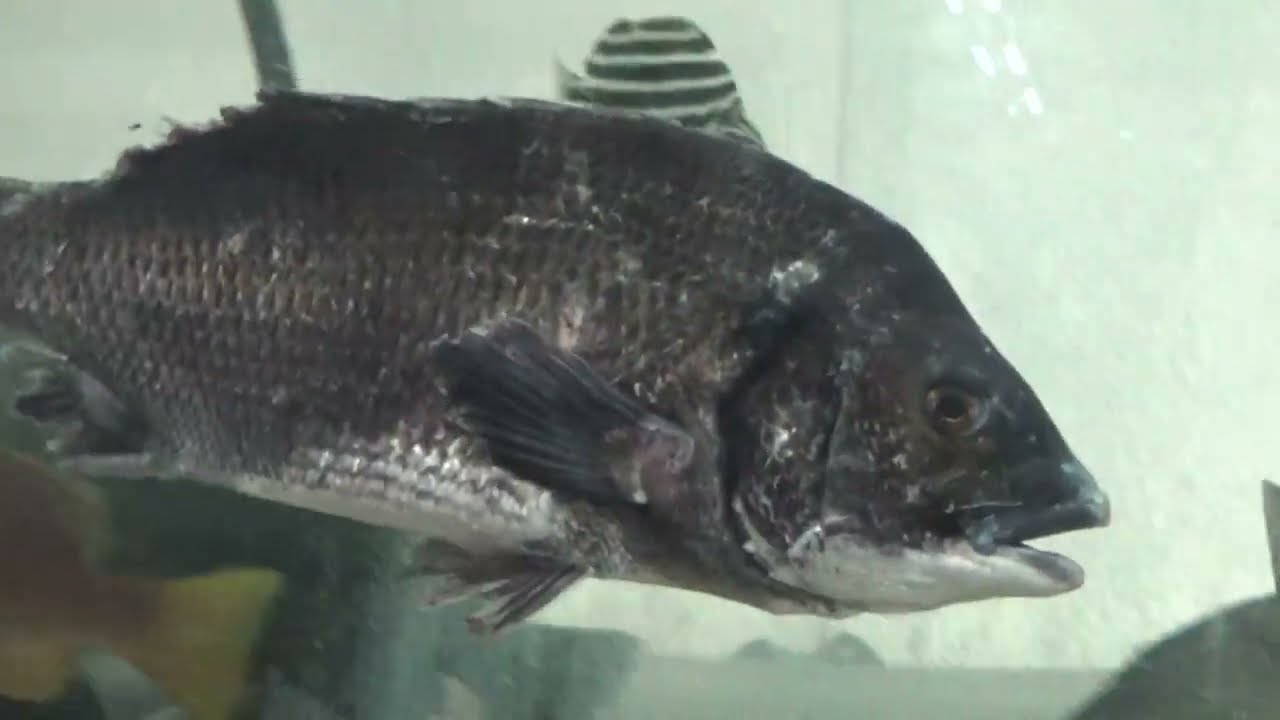 【激レア・適品】チヌ（黒鯛）剥製 激レア・適品】チヌ（黒鯛）剥製 黒鯛工房 黒鯛師 THEヘチ