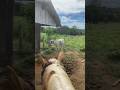Essa rodou na corda bamba #fazenda #pecuarista #gado #agro #vidanaroça #vidanocampo #nelore