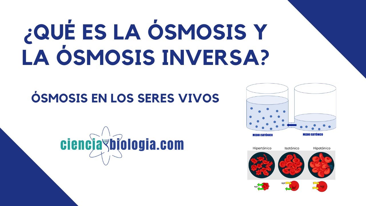 Qué es la osmosis natural y la osmosis inversa? - Hidroquivir