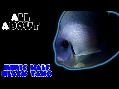All About The Mimic Half Black Tang or Mimic Surgeonfish
