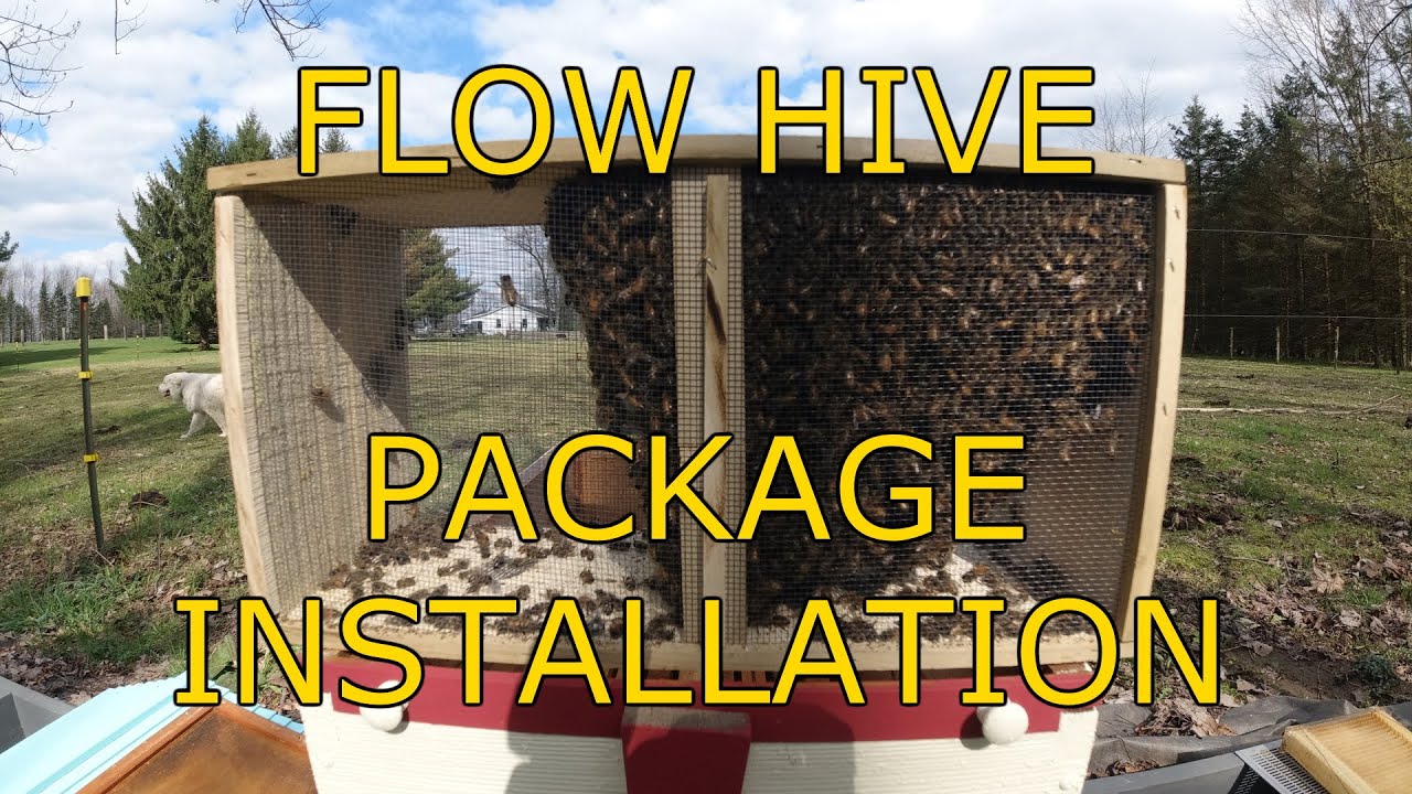 Cold weather bee package installation in a Flow Hive. YouTube