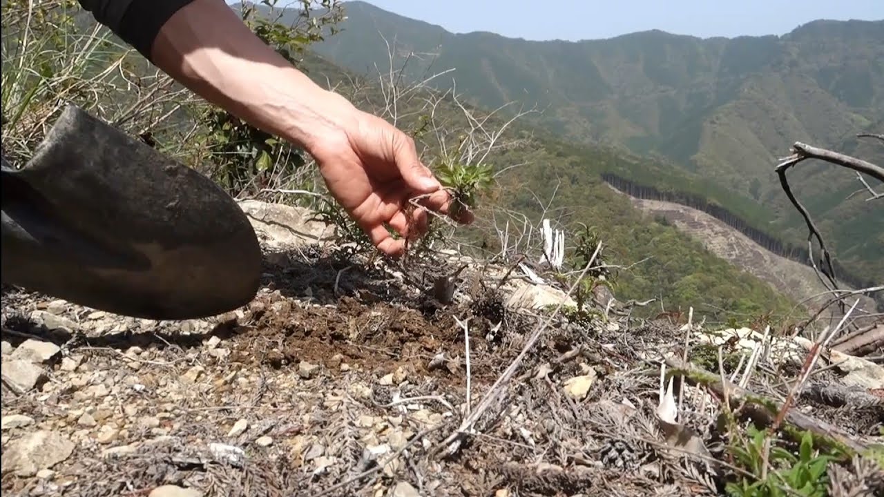 ヘクソカズラの山採り ♯409 - YouTube