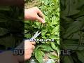 This little plant hiding in your garden is far from ordinary