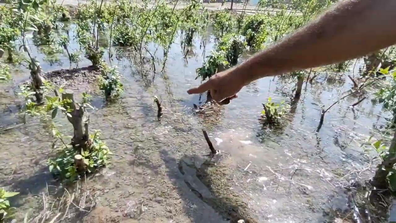 حنة الفاو الاصلية من مزارع الفاو في  جنوب البصرة