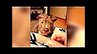 Я РЖАЛ ЦЕЛЫЙ ЧАС /СМЕШНЫЕ ЖИВОТНЫЕ/КОТЫ СОБАКИ И ДРУГИЕ/ТЕСТ НА ПСИХИКУ/ ПОПРОБУЙ НЕ ЗАСМЕЯТЬСЯ #2 Я РЖАЛ ЦЕЛЫЙ ЧАС /СМЕШНЫЕ ЖИВОТНЫЕ/КОТЫ СОБАКИ И ДРУГИЕ/ТЕСТ НА ПСИХИКУ/ ПОПРОБУЙ НЕ ЗАСМЕЯТЬСЯ #2