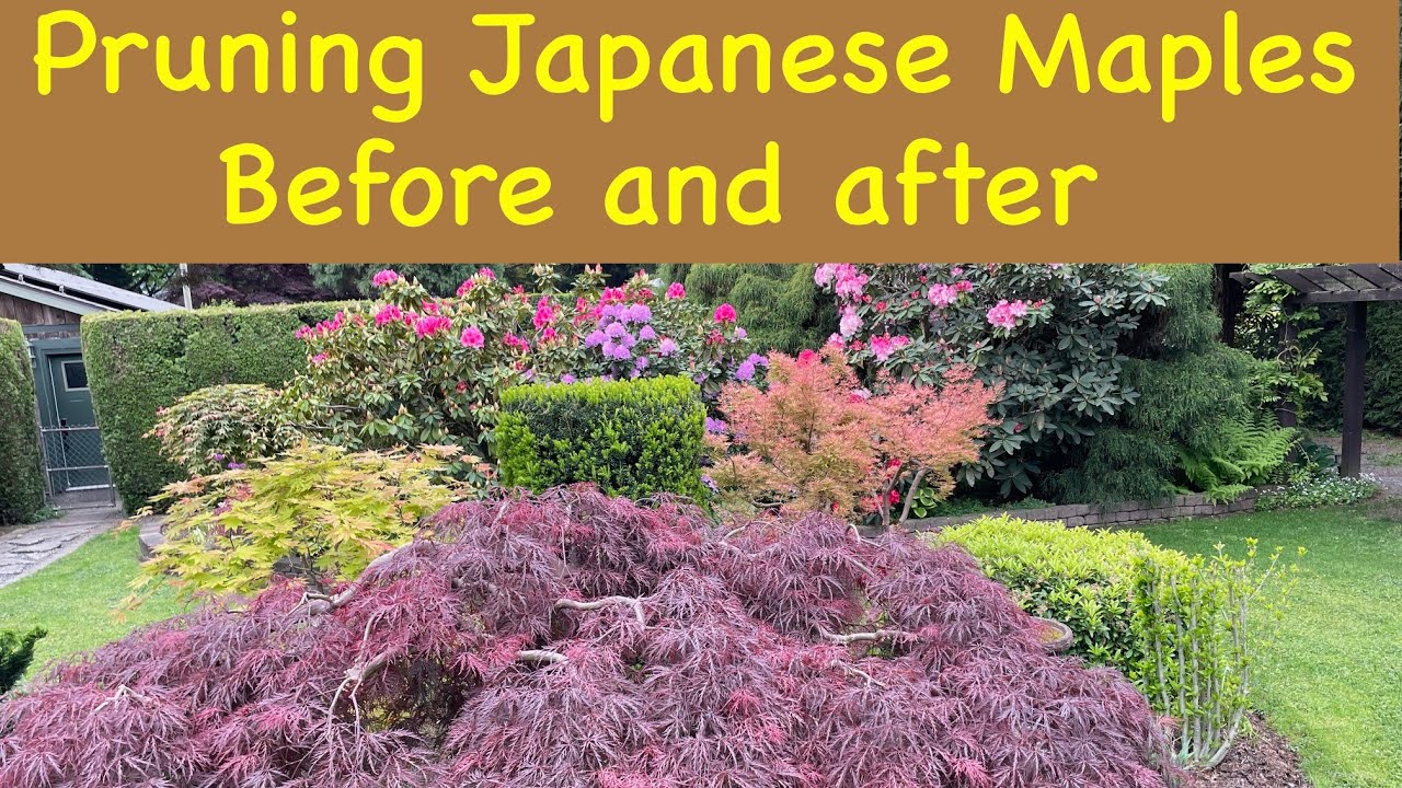 Pruning Japanese Maples, Before and After