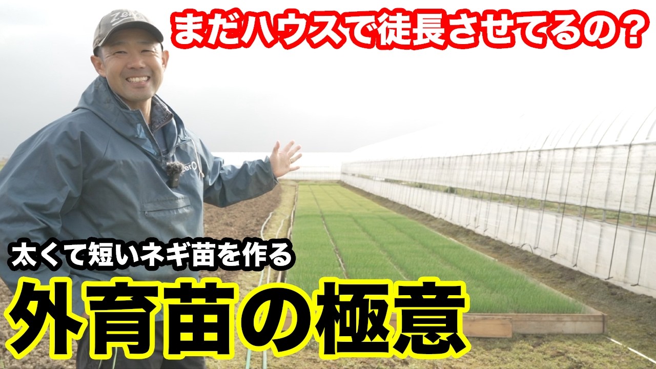生エシャロットShallotワケギ球根お料理でも苗でもok20kg評価 日本で手に入りにくい「ベルギーエシャロット」を家庭菜園で育ててみた