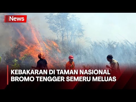 Dampak Kemarau Panjang, Hutan Kawasan TNBTS Lumajang Terbakar