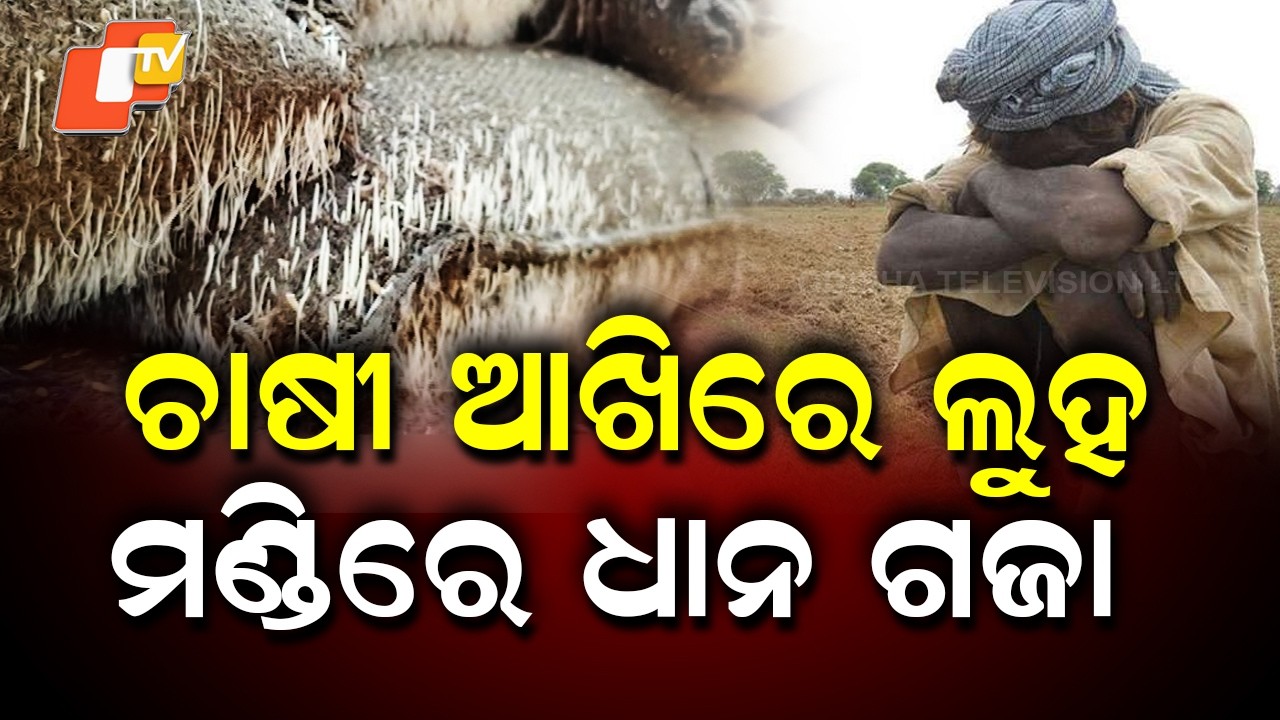 Unsold Paddy Damaged by Rain in Bhadrak, Farmers Demand Compensation