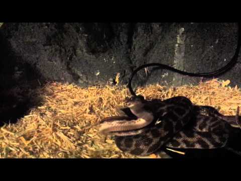 python yawn
