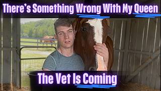 There's Something Wrong With My Queen. The Horse Vet is Coming !  I Just want my Queen Back.