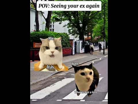 CAT MEMES 🐱 Seeing your ex again 😂. #catmemes #meme