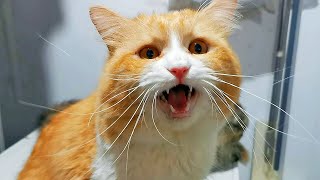 Suara Kucing Jantan Panggil Betina by My Kitty Diary 16,215 views 1 year ago 1 minute, 25 seconds