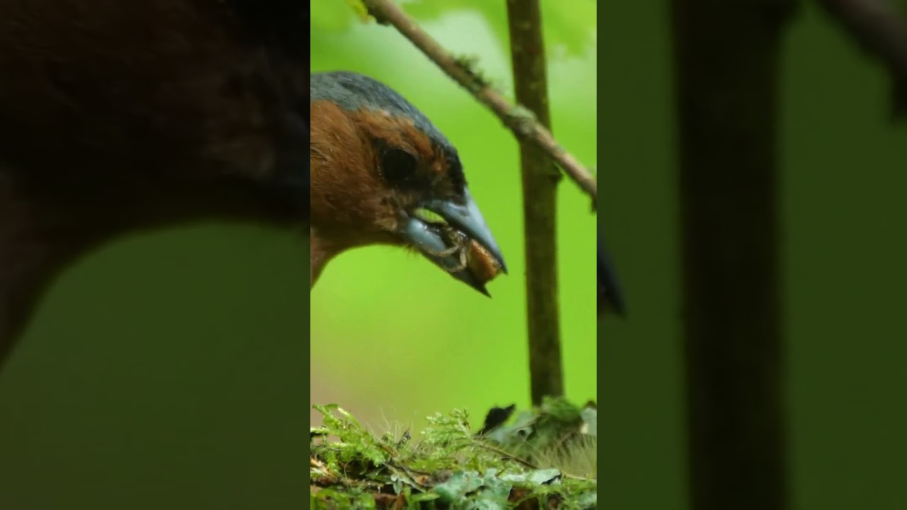Yellow Warbler Feeding chicks