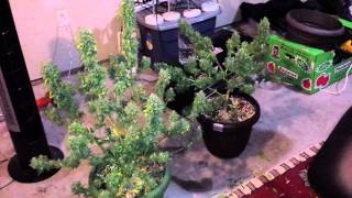 Gumps Greenhouse  (triple cheese )