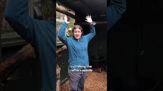 Tour Our Newest Raccoon Enclosure!