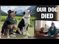 Dealing with the death of our dog.