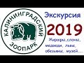 ЗООПАРК КАЛИНИНГРАД(Königsberg) 2019. Новая Экскурсия. Обязательно к просмотру!