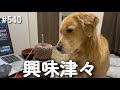 興味津々なモンちゃん【ゴールデンレトリバー】