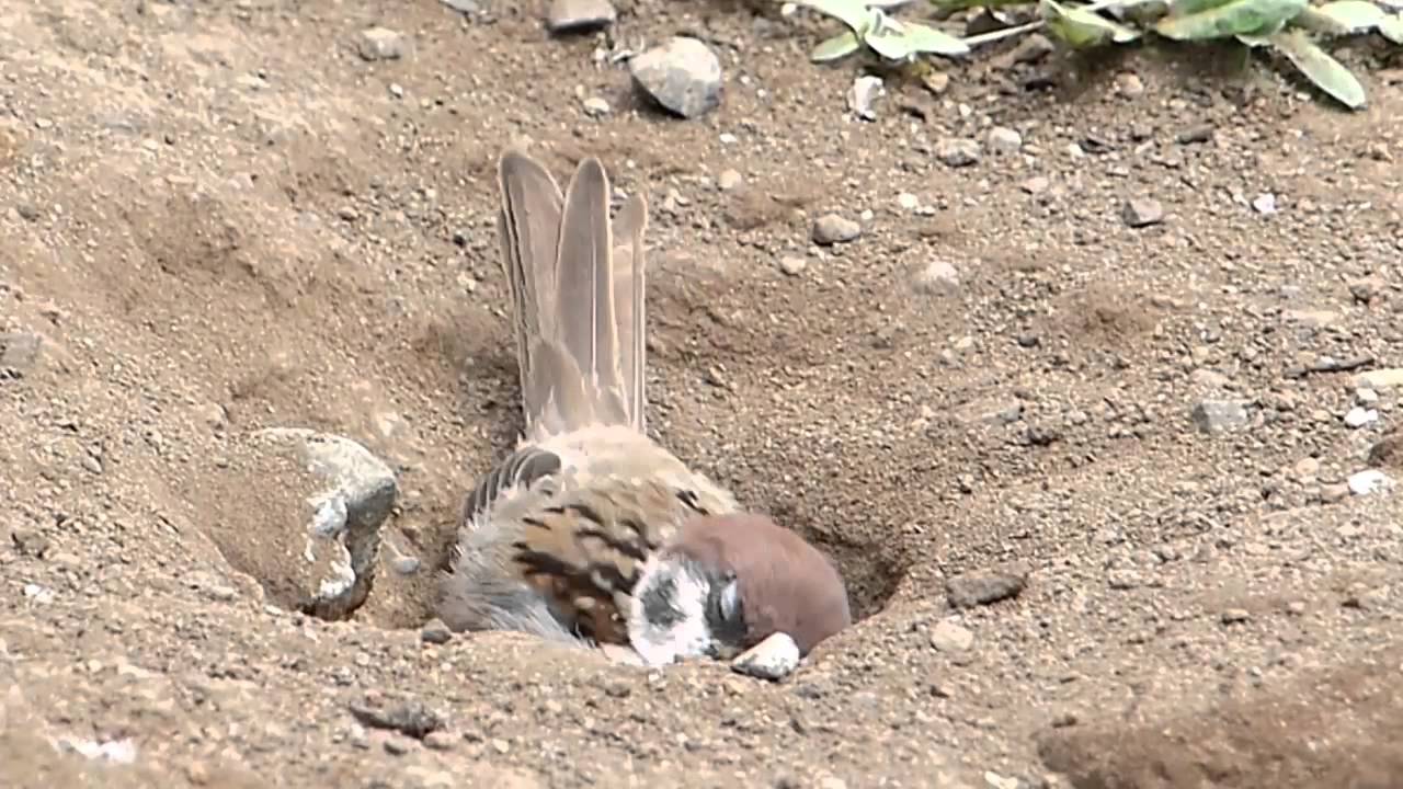 Sparrow Dust Bath 雀の砂浴び Youtube