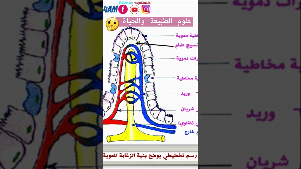 اختبار مقترح للفصل الاول ✅علوم الطبيعة والحياة 👈🏾السنة الرابعة متوسط