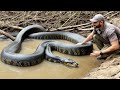 Face to Face with a Giant Anaconda | Amazon Adventure