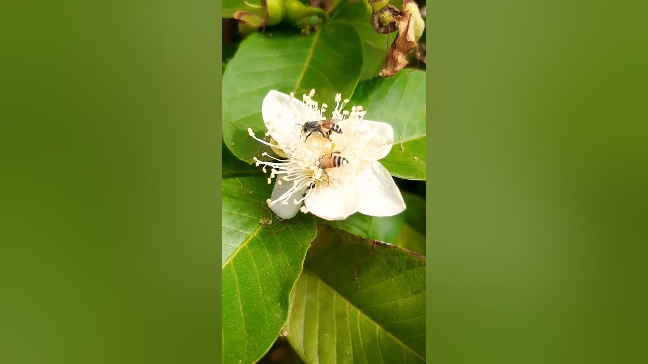 Guava flowers pollinater Bees/How to hand pollinate guava flowers