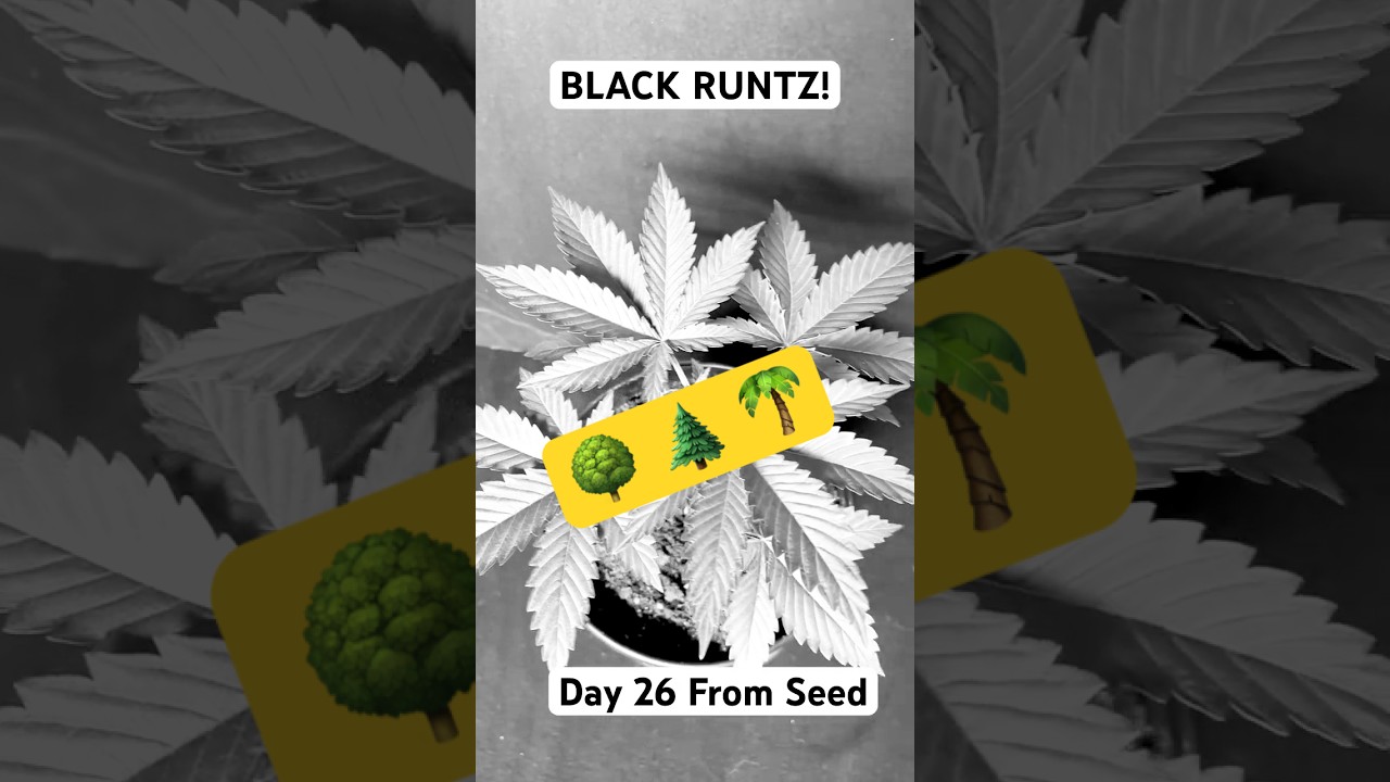 Black Runtz Day 26 from Seed!