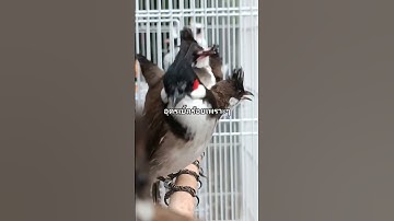 Thumbnail of 🐦Bird Singing🥰 chào mào #นกกรงหัวจุก #birds