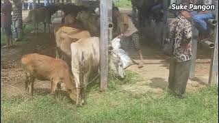memberi makan sapi lapar dengan rumput di pasar hewan